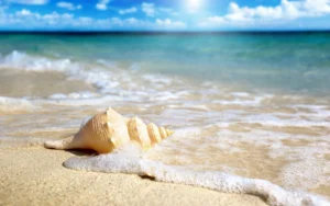 wonderful beach shell wallpaper 1
